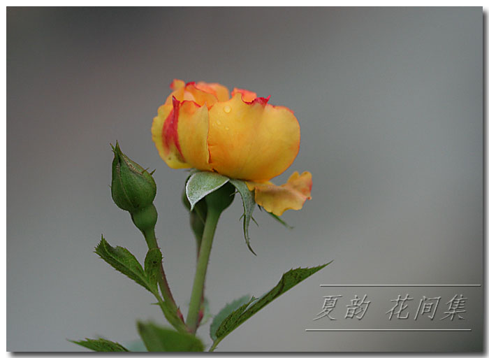 ���伯----�ҵ��¼���԰(�У�3���£�