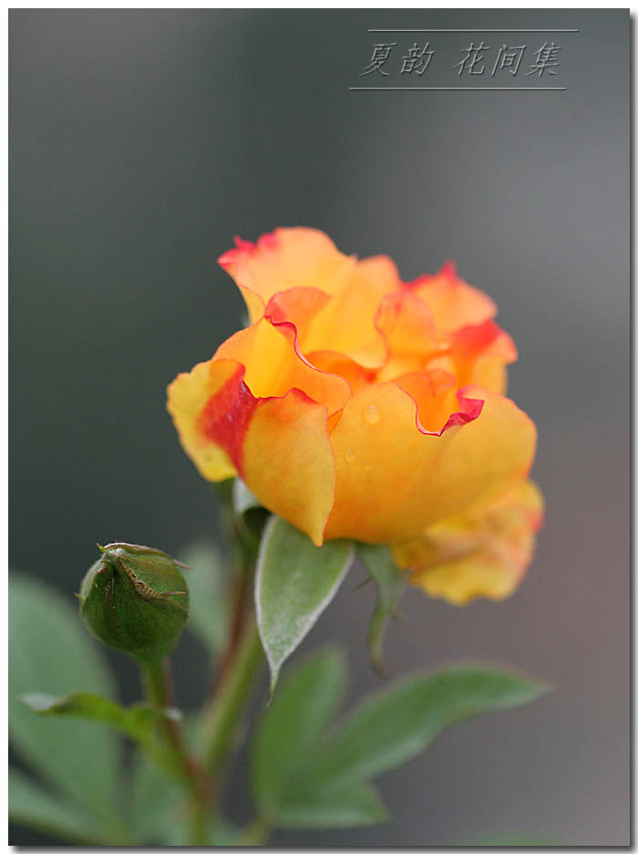 ���伯----�ҵ��¼���԰(�У�3���£�