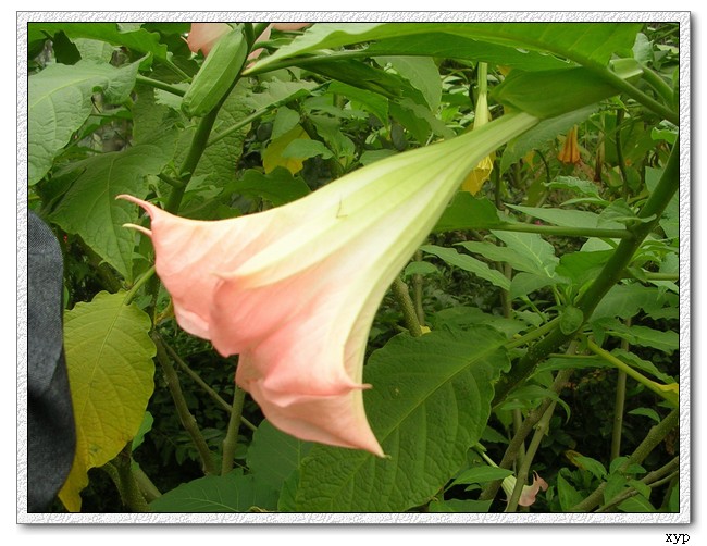 ��ʹ�ĺŽǣ���٢�ޣ�