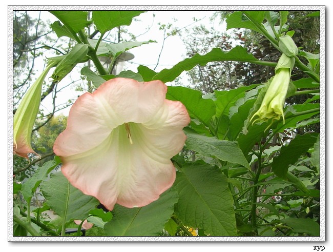 ��ʹ�ĺŽǣ���٢�ޣ�