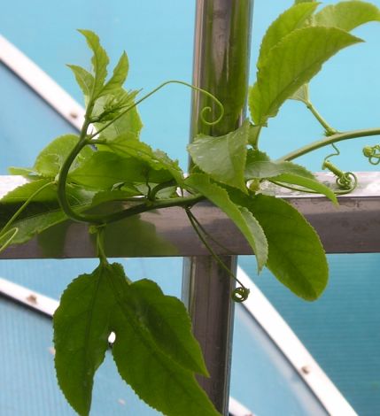 xiaofeng�Ļ�԰���������ҵ�԰�Ӷ���Щʲô����P2P3������pp����