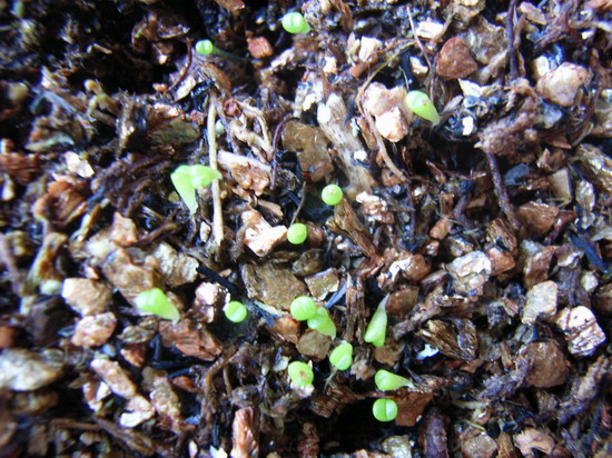 ��ʯ�������ְ����󣺣���