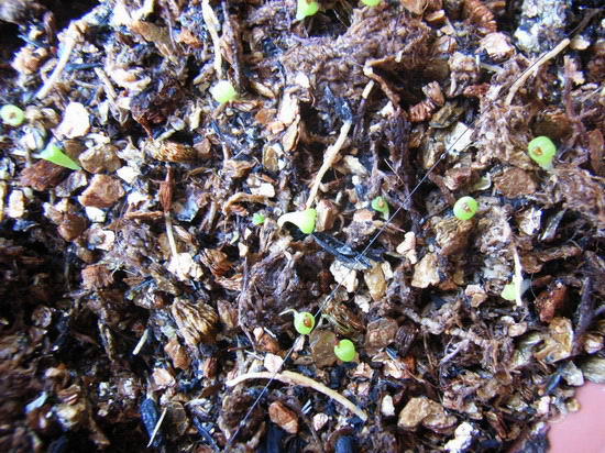 ��ʯ�������ְ����󣺣���