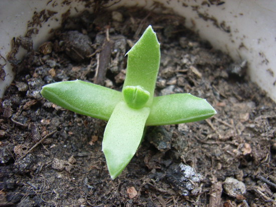 �м�����ǻ�����