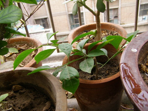 ������̨�ϵ�Ҷ�ӻ�������÷��