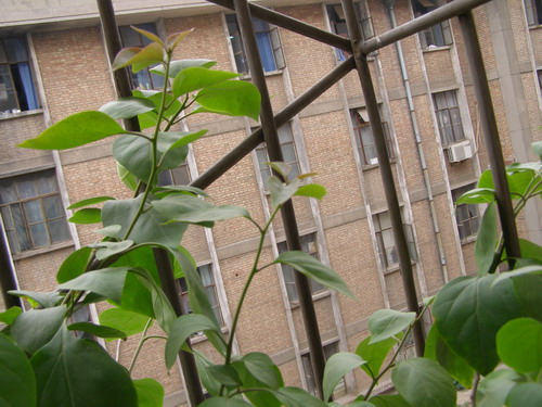 ������̨�ϵ�Ҷ�ӻ�������÷��