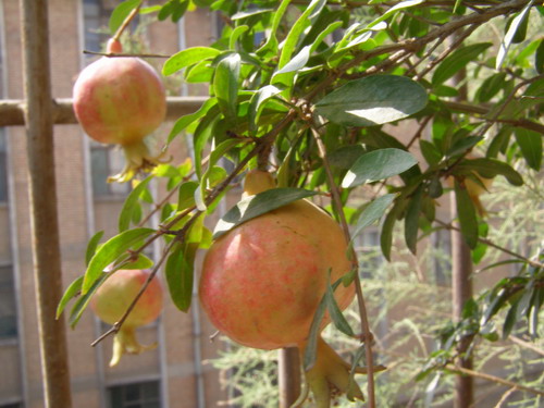 ������̨�ϵ�Ҷ�ӻ�������÷��