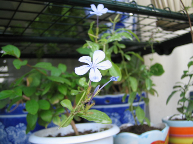 ��ѩ��Ǥ��֦������