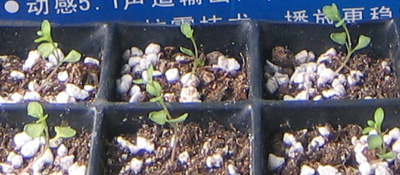 �ﲥҲ���......P13