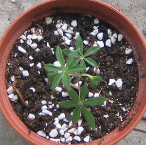 �ﲥҲ���......P13