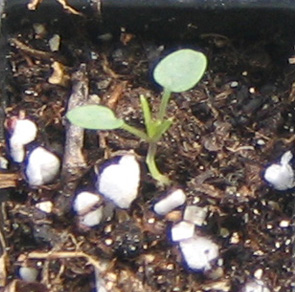 �ﲥҲ���......P13