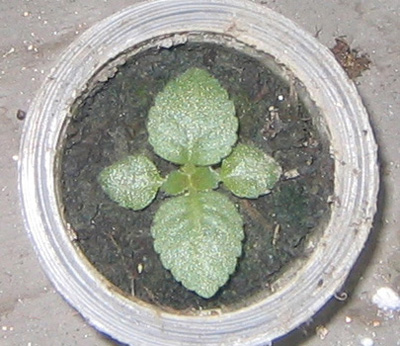 �ﲥҲ���......P13