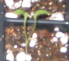 �ﲥҲ���......P13