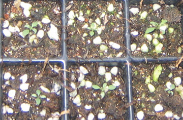 �ﲥҲ���......P13