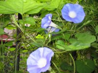 ţ���ܡ���ǣţ�ࣨ�������ͼ��