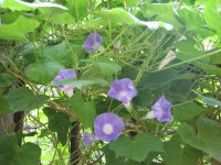 ţ���ܡ���ǣţ�ࣨ�������ͼ��