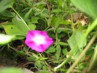 ţ���ܡ���ǣţ�ࣨ�������ͼ��