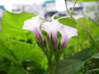 ţ���ܡ���ǣţ�ࣨ�������ͼ��