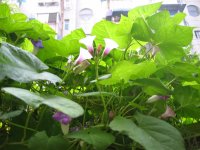 ţ���ܡ���ǣţ�ࣨ�������ͼ��