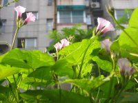 ţ���ܡ���ǣţ�ࣨ�������ͼ��