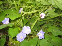 ţ���ܡ���ǣţ�ࣨ�������ͼ��