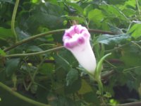 ţ���ܡ���ǣţ�ࣨ�������ͼ��