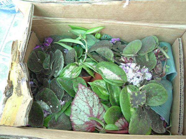 �����¸����ٲ�ά��,���ﲥ������