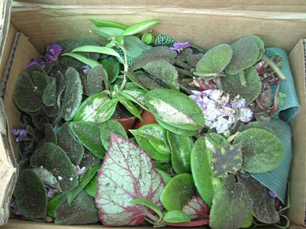 �����¸����ٲ�ά��,���ﲥ������