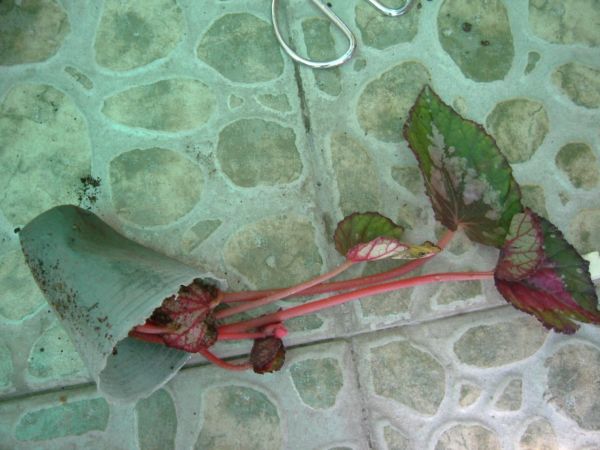 �����¸����ٲ�ά��,���ﲥ������