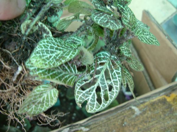 �����¸����ٲ�ά��,���ﲥ������