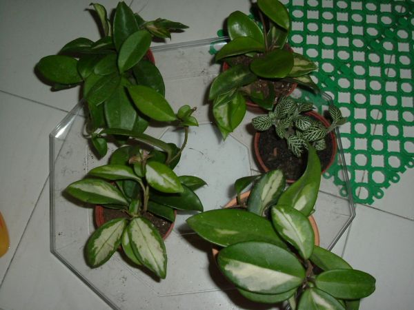 �����¸����ٲ�ά��,���ﲥ������