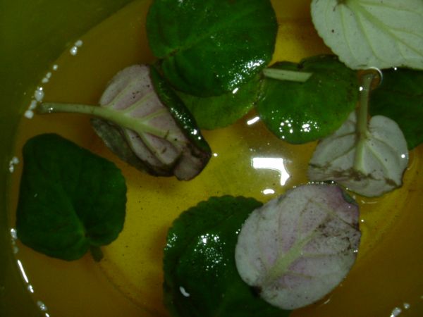 �����¸����ٲ�ά��,���ﲥ������