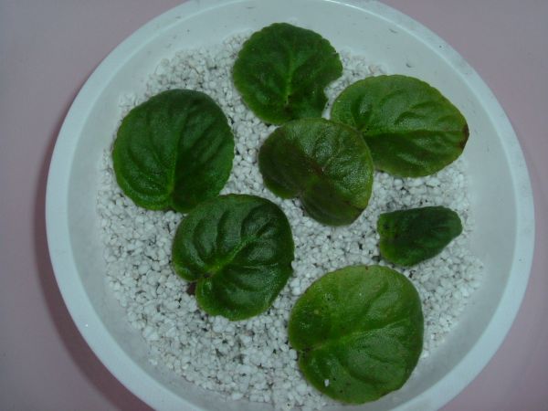 �����¸����ٲ�ά��,���ﲥ������