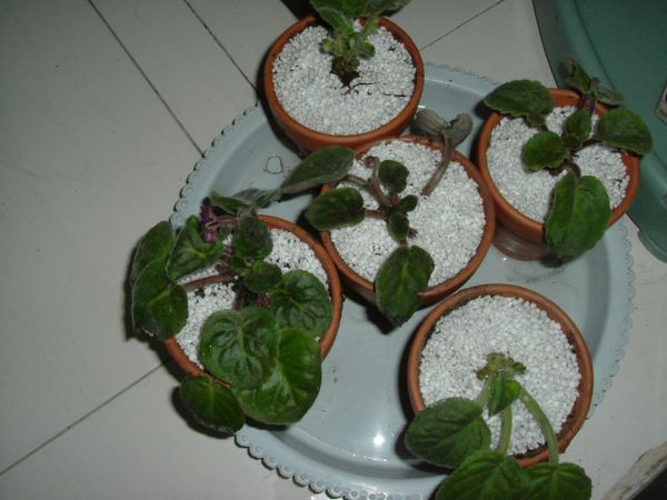 �����¸����ٲ�ά��,���ﲥ������