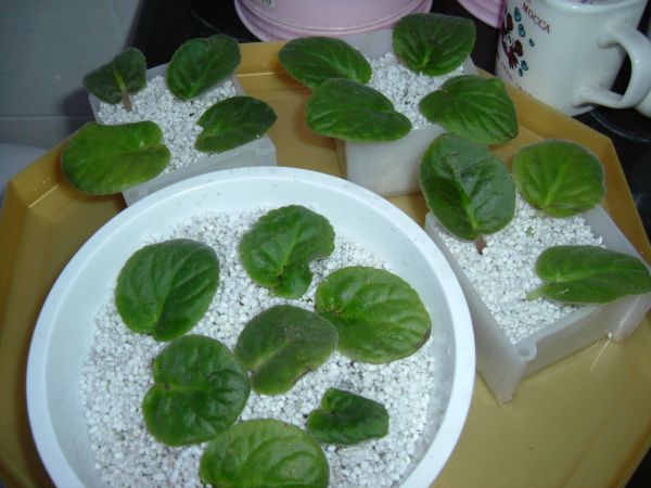 �����¸����ٲ�ά��,���ﲥ������