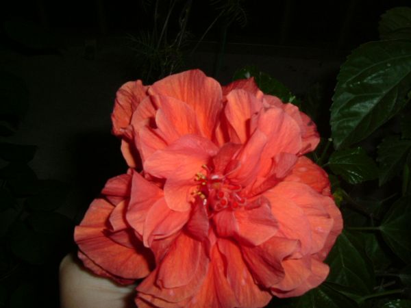 �����¸����ٲ�ά��,���ﲥ������P5�ŵ���������