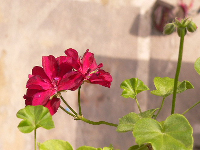 [ԭ��]�ҵĻ���