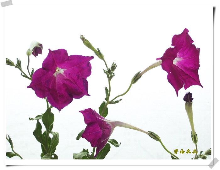 ţ����~~��ţ��(�������ͼ)