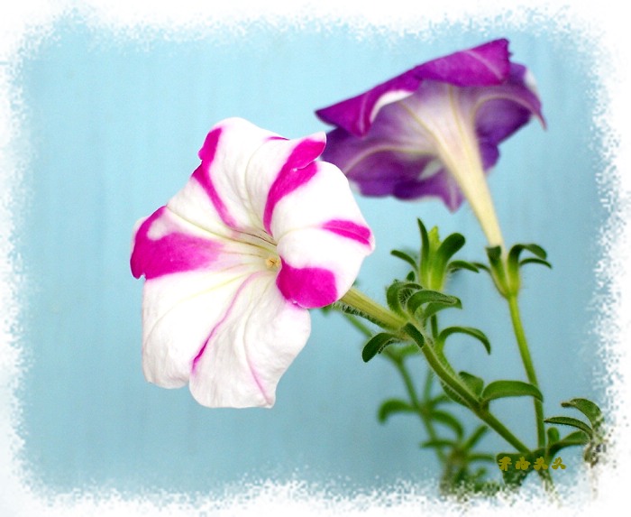 ţ����~~��ţ��(�������ͼ)