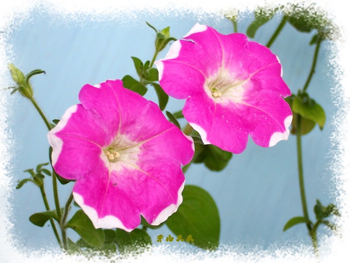 ţ����~~��ţ��(�������ͼ)