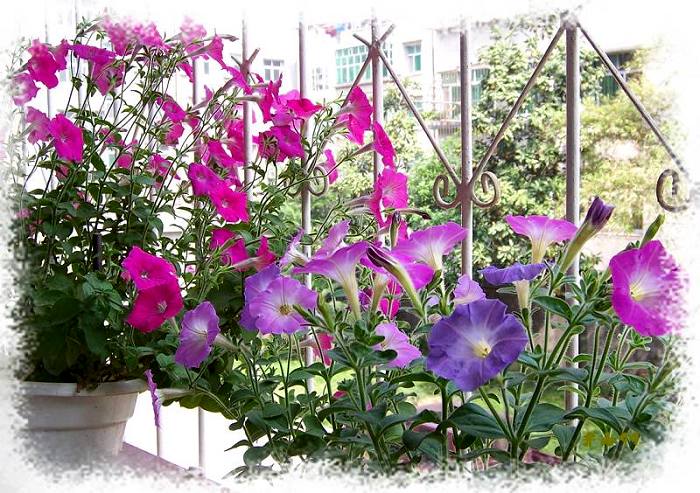 ţ����~~��ţ��(�������ͼ)