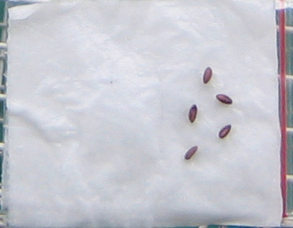 �ﲥҲ���......P13