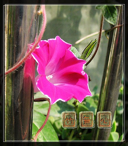 P4,ץס�����β��,������ţ...