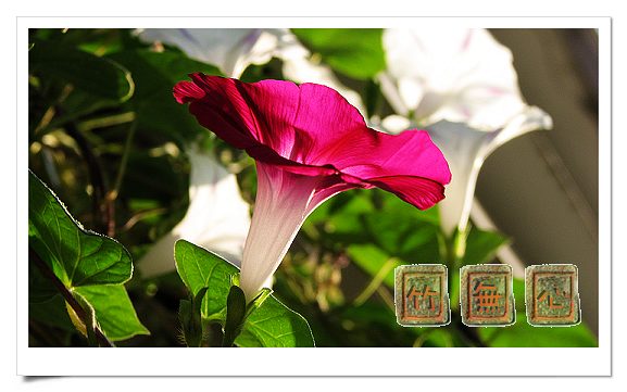 P4,ץס�����β��,������ţ...