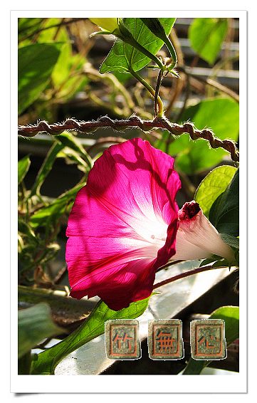 P4,ץס�����β��,������ţ...