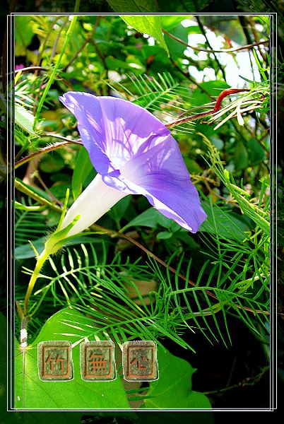 P4,ץס�����β��,������ţ...