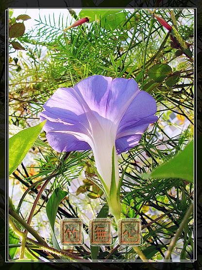 P4,ץס�����β��,������ţ...