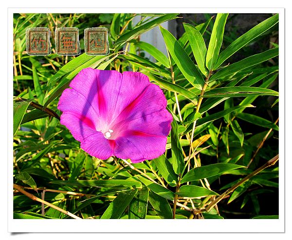 P4,ץס�����β��,������ţ...