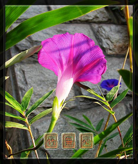 P4,ץס�����β��,������ţ...