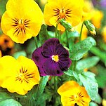 06����ﲥ����ɫ������������ר����